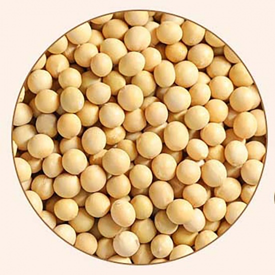 Đậu nành (đậu tương) khô chất lượng